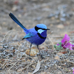 Bright blue splendid fairy wren
